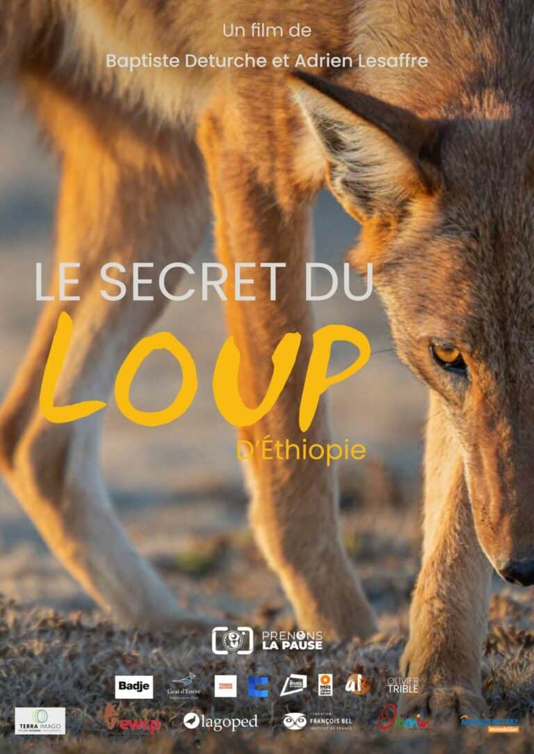 LE SECRET DU LOUP D ETHIOPIE